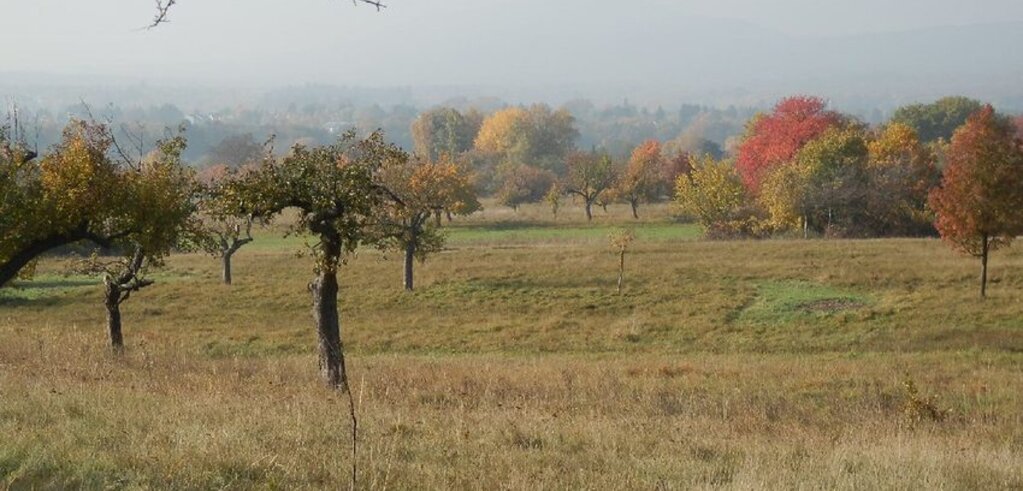 Wiese mit Obstbäumen im Herbst